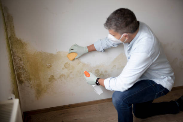 Best Mold Remediation for Healthcare Facilities  in Washington, UT
