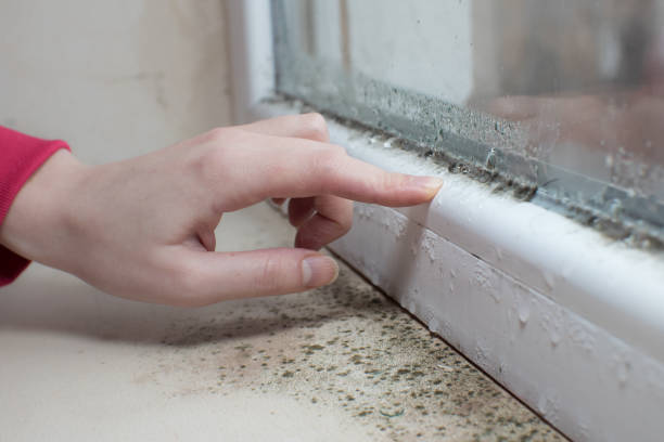 Reliable Washington, UT Mold Removal Solutions