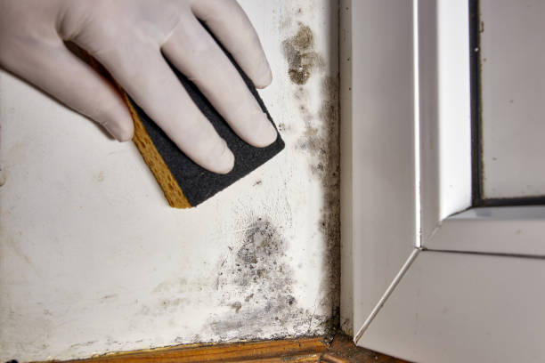  Washington, UT Mold Removal Pros